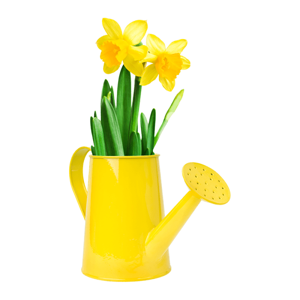 Narcissus Flower Watering Can Arrangement